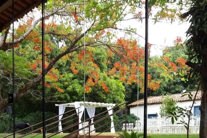 Flamboyant florido em vermelho acima do jardim